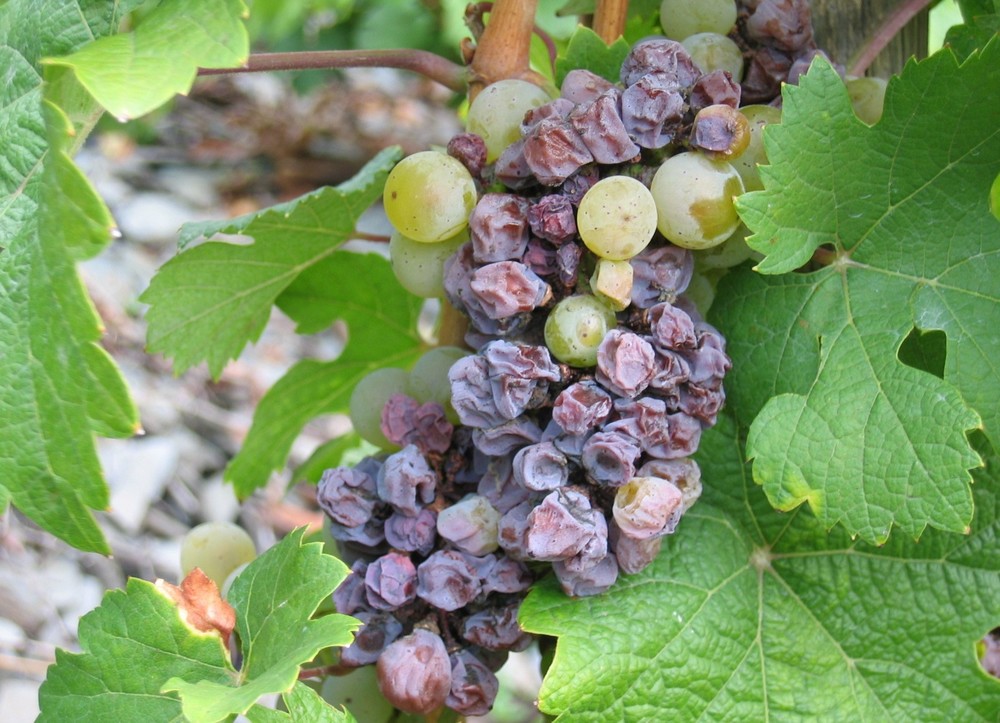 botrytis-cinera21.jpg