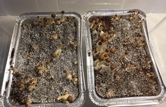 красавчики, высота самых крупных 5 см