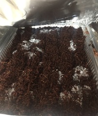 3 сутки кейсинга