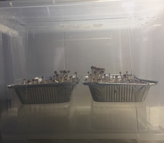 1 неделя после выставления в парник