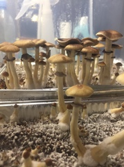 высота самых больших 5-6 см