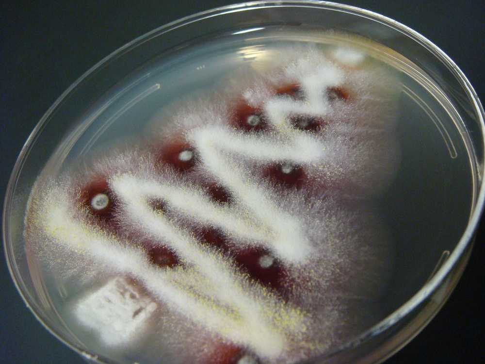fungal-christmas-tree-decoration-3.jpg