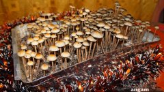 Panaeolus Cyanescens Jamaica