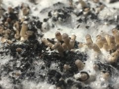 Psilocybe tampanensis