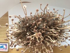 Psilocybe tampanensis