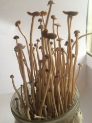 psilocybe tampanensis