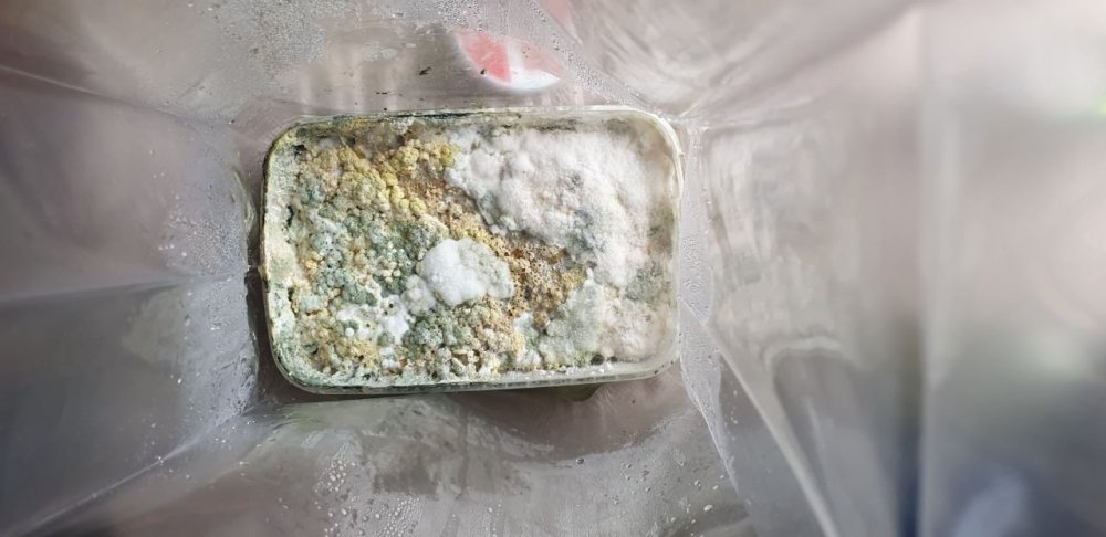 триха и возможно оверлей на покрове из вермикулита.jpg