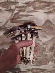 грибы букет.jpg