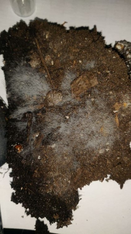 плесень мукор.jpg