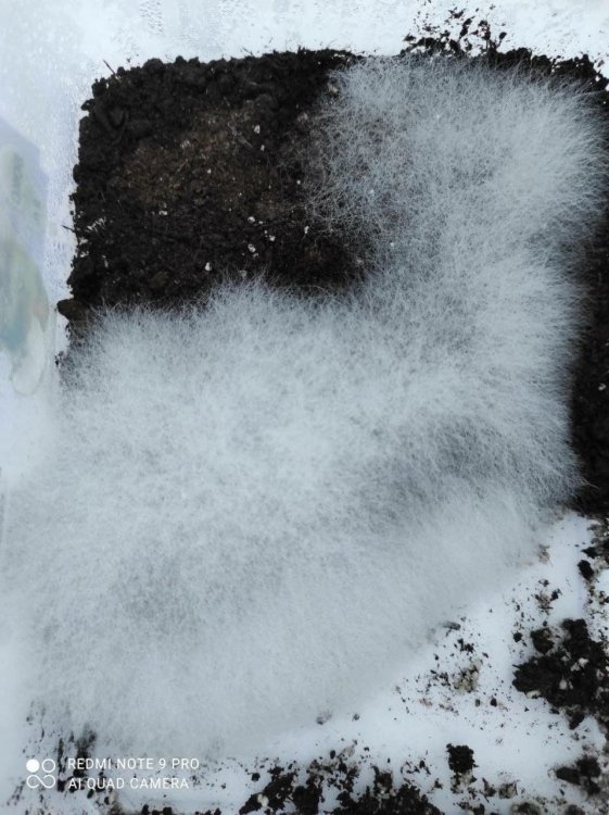 мукор (молодой возраст).jpg