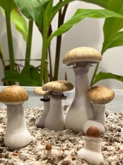 грибы красиво.jpg