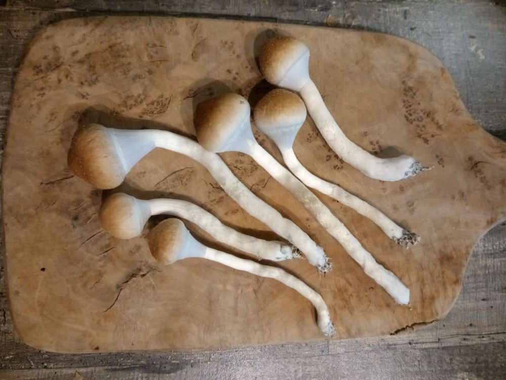 гриб который уже тоже можно срывать ,в состоянии чупа чупс.jpg