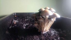 панелоусы фото месяца.jpg