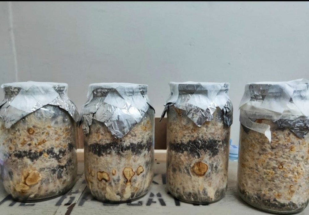 бакнки с кокосом и просто на пшенице чистой.jpg