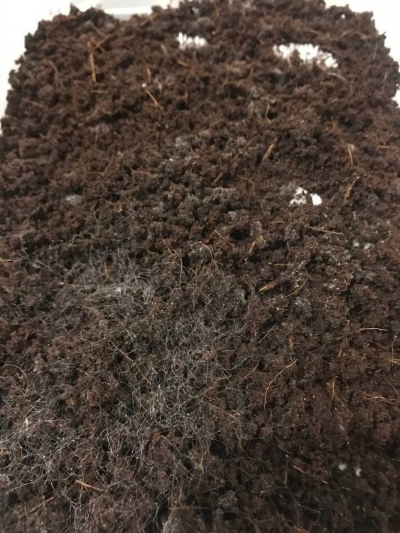 паутинчатая плесень (мукор).jpg