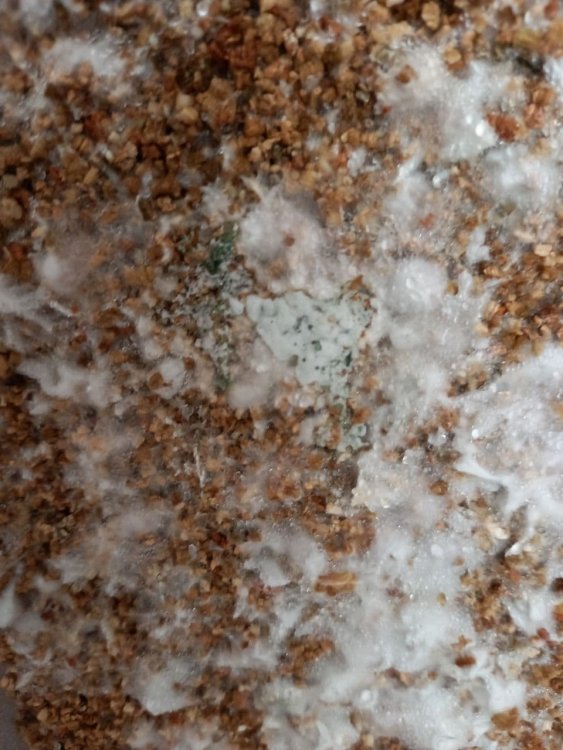 вермикулит триха.jpg