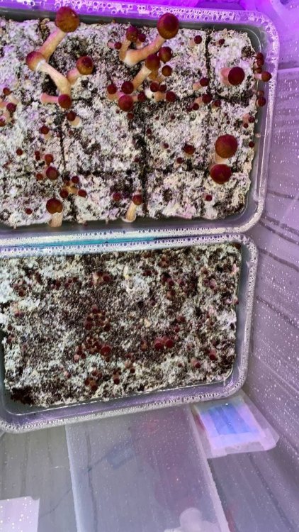 разница между нарезанным кейсом и не нарезанным.jpg