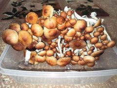 грибы урожай.jpg