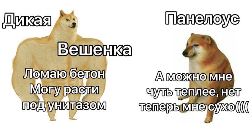 панелоус.jpg