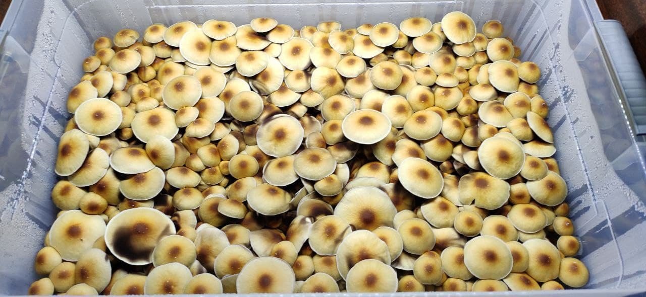 грибы лес шляпок.jpg