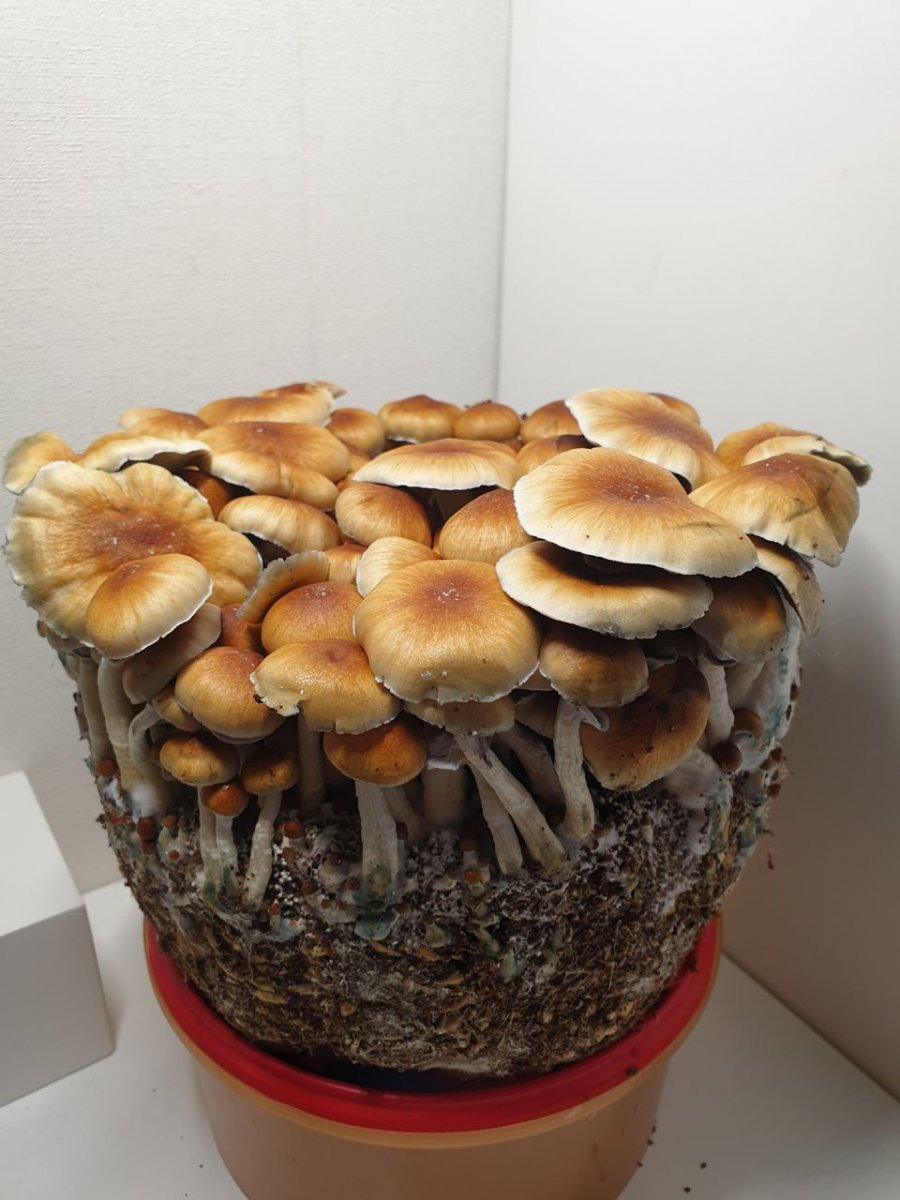 грибы букет 3.jpg